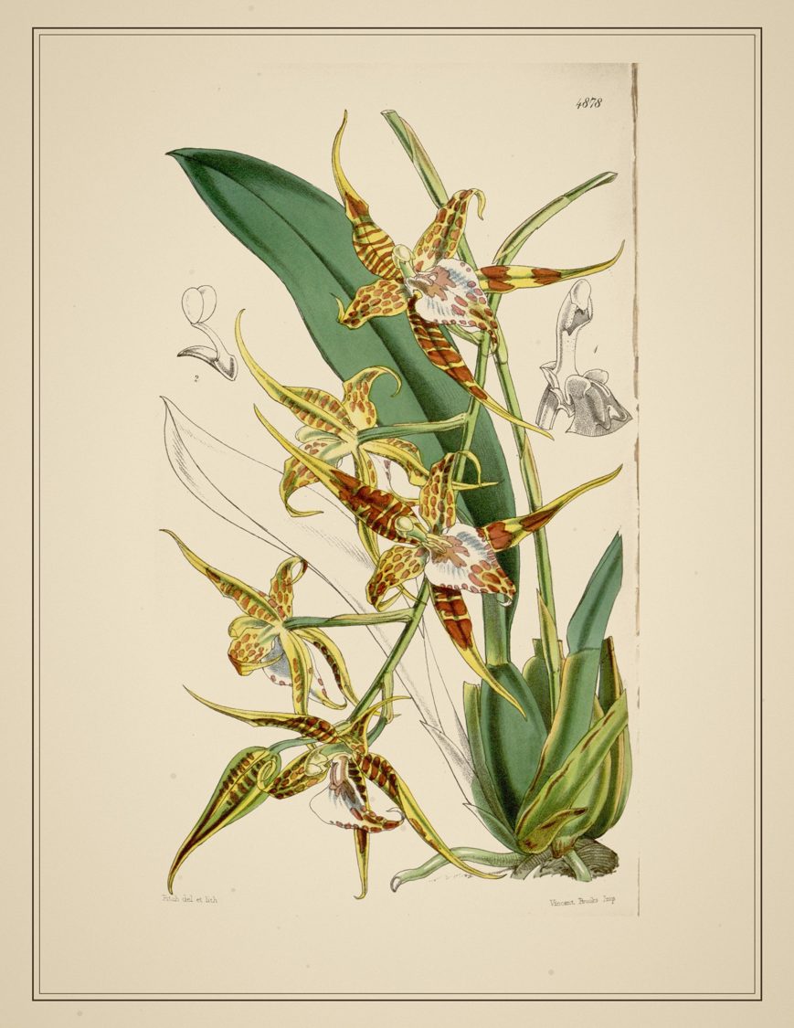 Victorian Botanical Junk Journal Kit, 50 Printable Pages, Vintage Flower Ephemera Pack