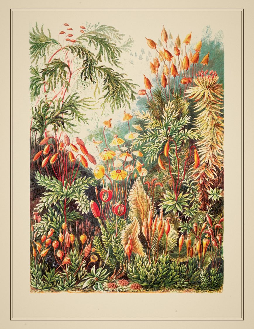 Specimen Slide Junk Journal Kit Printable, 50 Pages Ernst Haeckel Ephemera, Curiosities PDF